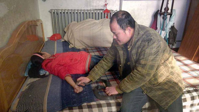 Người cha dại dột dùng nọc rắn hổ mang chữa bệnh cho con ảnh 1