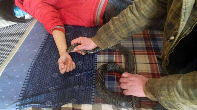 Người cha dại dột dùng nọc rắn hổ mang chữa bệnh cho con ảnh 2