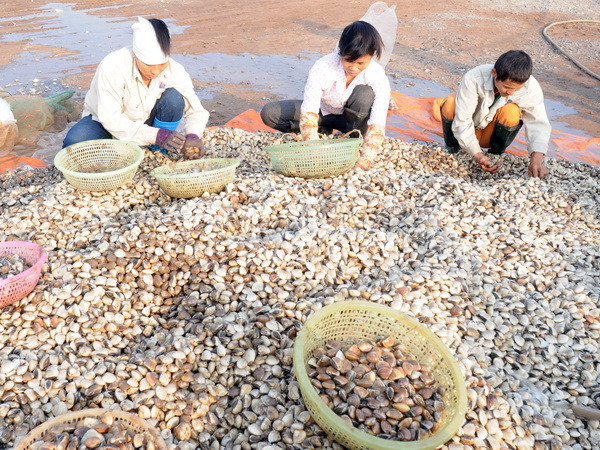 Ngừng xuất khẩu vào EU một số sản phẩm nhuyễn thể hai mảnh vỏ ảnh 1