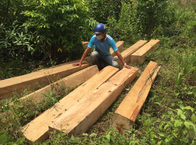 Lợi dụng đêm tối, lâm tặc phá rừng giáp ranh Đắk Lắk-Gia Lai ảnh 1