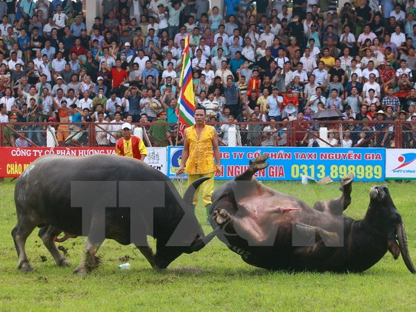 Nghiên cứu đưa lễ hội chọi trâu Đồ Sơn về đúng giá trị gốc ảnh 1
