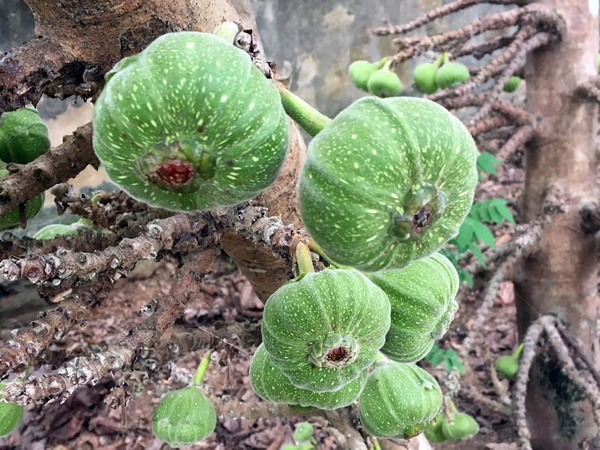 Các món ăn chế biến từ trái vả - đặc sản ẩm thực đất Cố đô ảnh 1