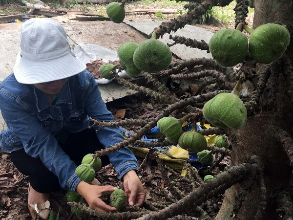 Các món ăn chế biến từ trái vả - đặc sản ẩm thực đất Cố đô ảnh 2