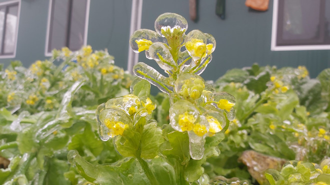 Thời tiết rét hại tại Bắc Bộ và Bắc Trung Bộ kéo dài đến ngày 24/2 ảnh 1