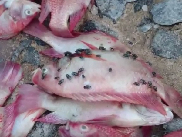 Đà Nẵng: 60 tấn cá lồng bè trên sông Cổ Cò chết bất thường ảnh 1