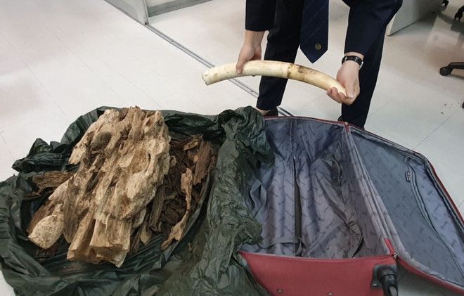 Phát hiện đối tượng vận chuyển trái phép ngà voi qua đường hàng không ảnh 2