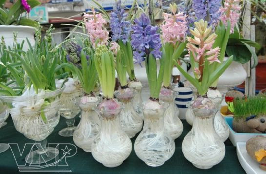 Những loài hoa đặc trưng cho Tết cổ truyền ở Việt Nam ảnh 4