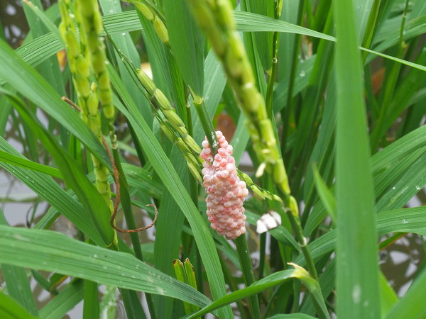 Ốc bươu vàng gây hại trên diện rộng ở tỉnh Thừa Thiên-Huế ảnh 1