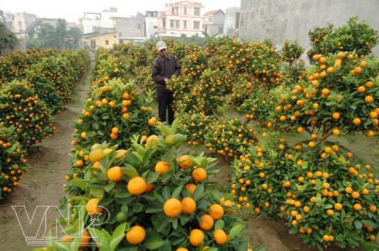 Những loài hoa đặc trưng cho Tết cổ truyền ở Việt Nam ảnh 5