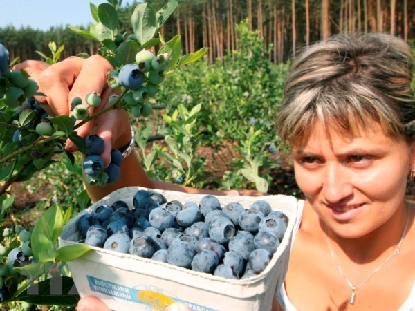 Canada giới thiệu các loại thực phẩm cao cấp tới thị trường Việt ảnh 2