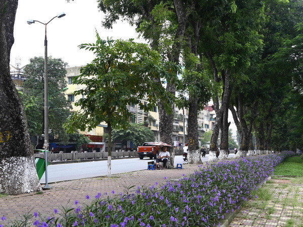 Chưa thể đánh chuyển cây xanh tại đường Kim Mã ảnh 1