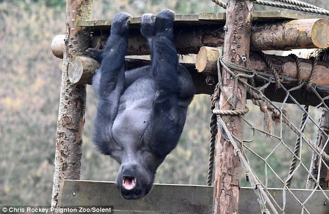 [Photo] Cận cảnh màn "tập thể hình" của chú khỉ đột to lớn ảnh 4