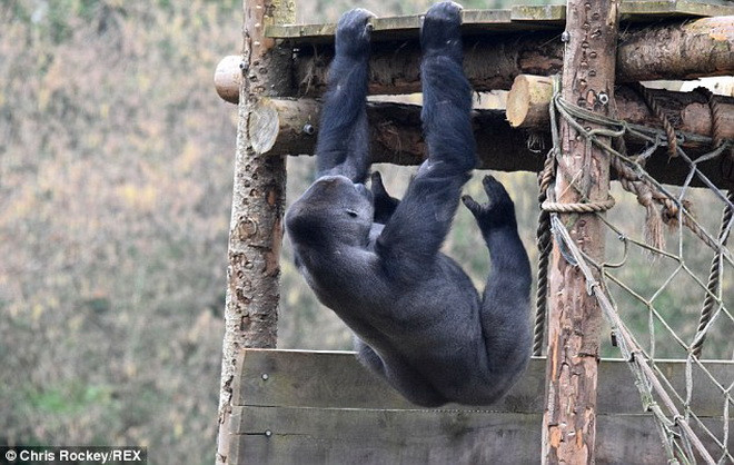 [Photo] Cận cảnh màn "tập thể hình" của chú khỉ đột to lớn ảnh 1