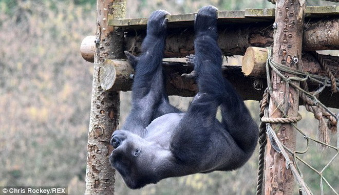 [Photo] Cận cảnh màn "tập thể hình" của chú khỉ đột to lớn ảnh 3