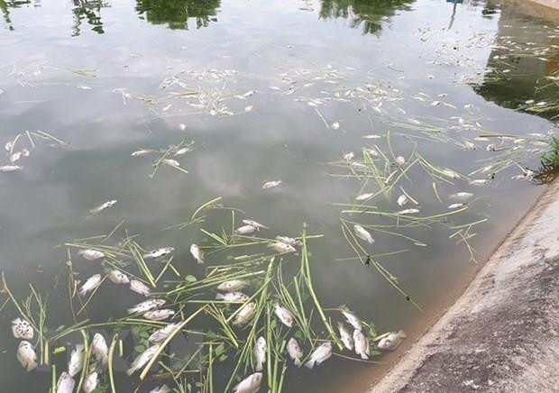 Cá chết hàng loạt gây ô nhiễm lòng hồ cảnh quan thành phố Bảo Lộc ảnh 1