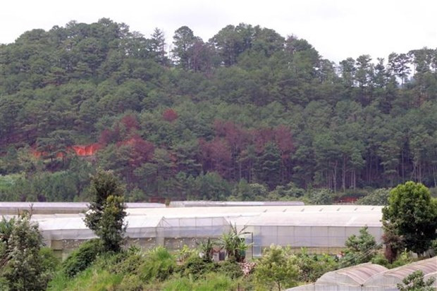 Lâm Đồng: Vẫn còn nhiều bất cập trong quản lý, bảo vệ rừng ảnh 2