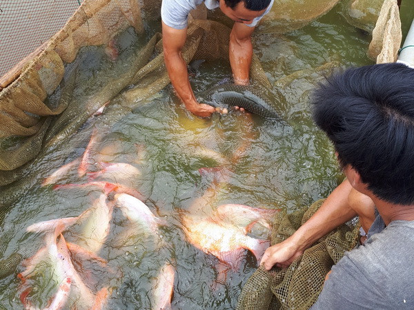 Triển khai các giải pháp cấp bách nhằm tháo gỡ “thẻ vàng” cho thủy sản ảnh 2