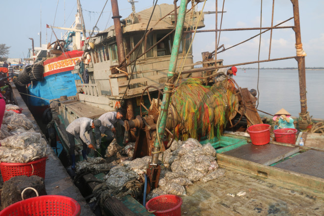 Sản phẩm đánh bắt của một tàu giã cào tại xã Phước Tỉnh, huyện Long Điền. (Ảnh: Hoàng Nhị/TTXVN) Bà Rịa-Vũng Tàu xử phạt nặng đối với các tàu cá vi phạm IUU ảnh 2