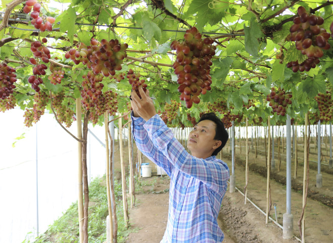 Ninh Thuận chính thức phát triển hai giống nho mới có nhiều ưu điểm ảnh 1