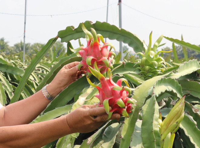 Việt Nam và Italy thúc đẩy hợp tác vùng, phát triển sản xuất nông sản ảnh 1