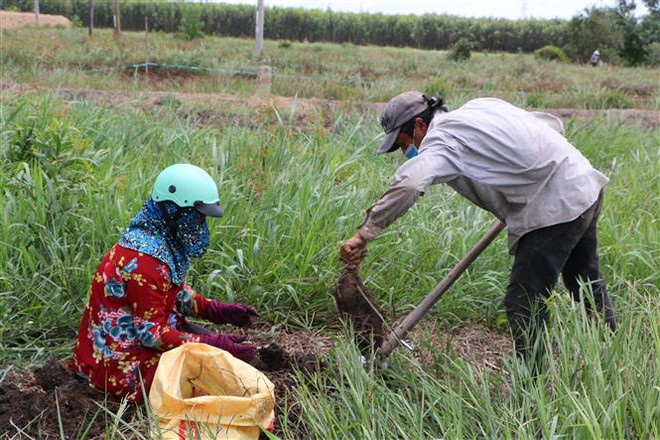 Nông sản Long An: Sản lượng lớn, tiêu thụ khó khăn, giá thấp ảnh 1