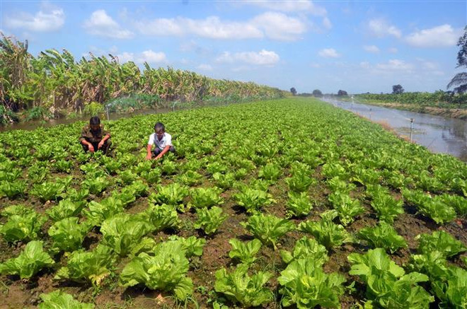 Thông tin về việc Nhật Bản tăng tần suất kiểm tra nông sản Việt ảnh 1