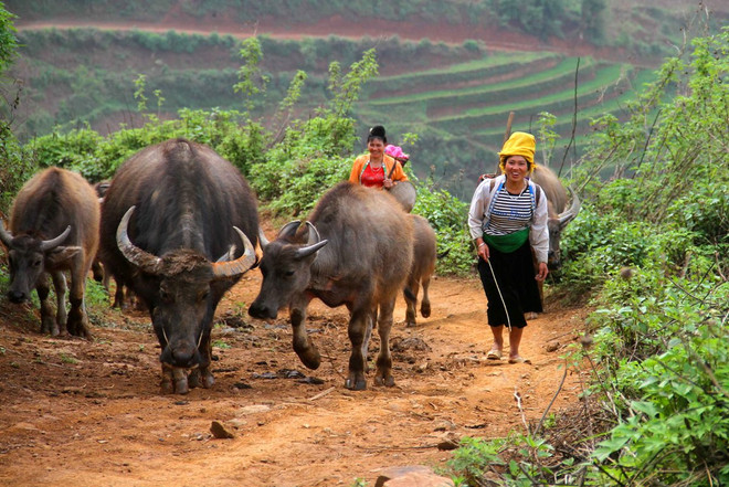 Tái cơ cấu ngành chăn nuôi: Đã thấy "nút thắt" nhưng chưa biết cách gỡ ảnh 1