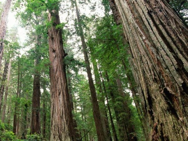 Tổng Công ty Lâm nghiệp Việt Nam chào bán 24,3 triệu cổ phần ảnh 1