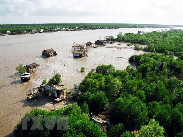 Vườn Quốc gia Mũi Cà Mau. (Ảnh: Huỳnh Lâm/TTXVN) Sai phạm tại VQG Mũi Cà Mau: Chuyển hồ sơ sang cảnh sát điều tra ảnh 1