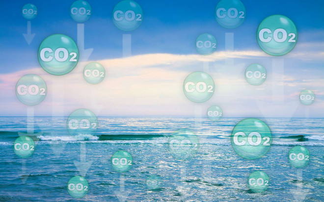 Phát hiện loại vi khuẩn mới có khả năng hấp thụ carbon tự nhiên ảnh 1