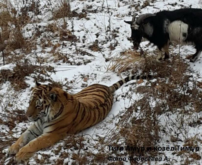 "Chúa sơn lâm" sợ hãi khi đối mặt với con mồi trong chuồng ảnh 1