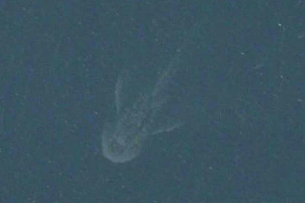 Quái vật hồ Loch Ness trở lại sau 18 tháng "mất tích"? ảnh 2