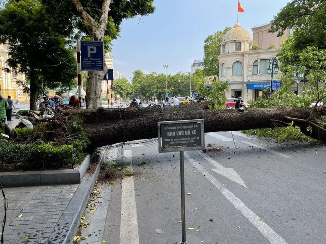 Hà Nội: Cây lớn đổ ngang phố Lý Thái Tổ làm tắc nghẽn giao thông ảnh 1