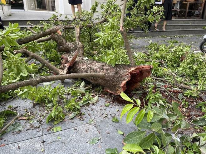 Hà Nội: Cây lớn đổ ngang phố Lý Thái Tổ làm tắc nghẽn giao thông ảnh 3