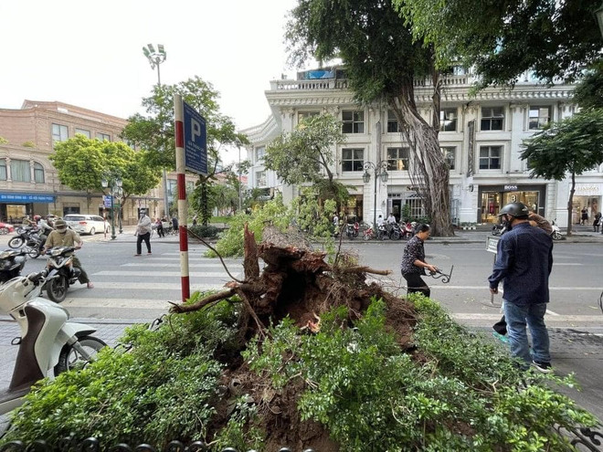 Hà Nội: Cây lớn đổ ngang phố Lý Thái Tổ làm tắc nghẽn giao thông ảnh 4