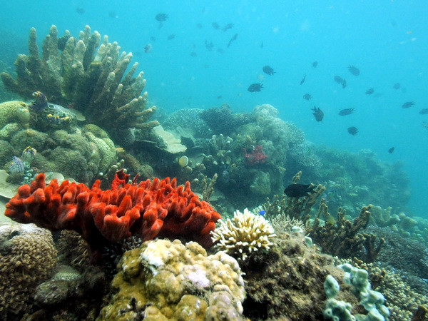 Mỹ và Cuba cân nhắc thiết lập khu bảo tồn chung trên biển ảnh 1