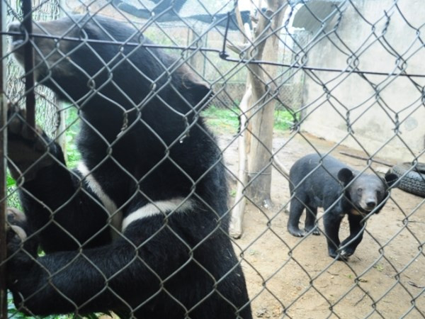 Hoa Kỳ-Việt Nam tăng cường hợp tác bảo vệ động vật hoang dã ảnh 1