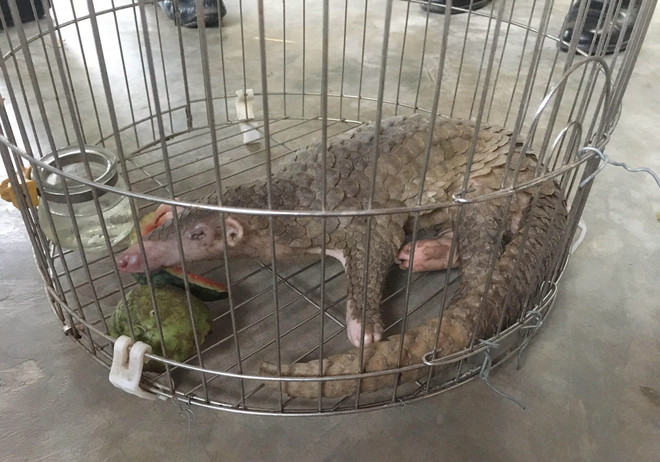 Ninh Bình: Vườn Quốc gia Cúc Phương tiếp nhận 1 cá thể tê tê Java ảnh 1