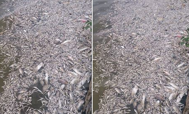 10 sự cố ô nhiễm môi trường nghiêm trọng trong năm 2016 ảnh 4