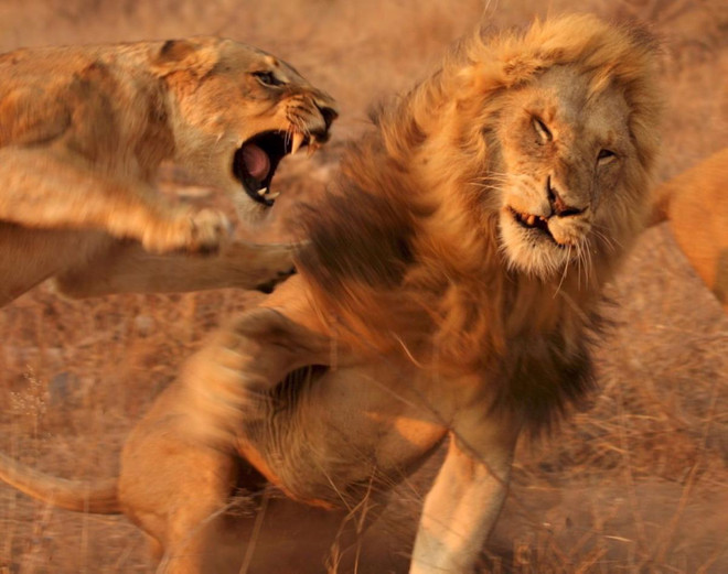 [Photo] Những cuộc chiến đẫm máu trong thiên nhiên hoang dã ảnh 2