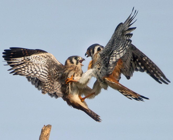 [Photo] Những cuộc chiến đẫm máu trong thiên nhiên hoang dã ảnh 6