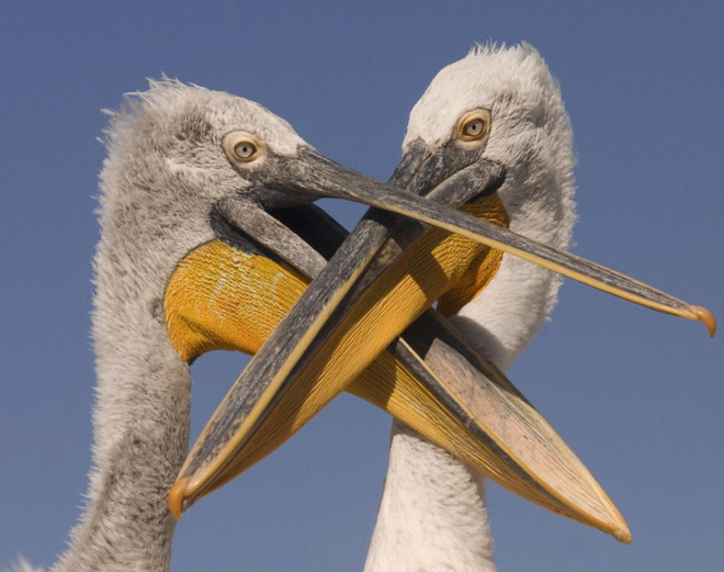 [Photo] Những cuộc chiến đẫm máu trong thiên nhiên hoang dã ảnh 11