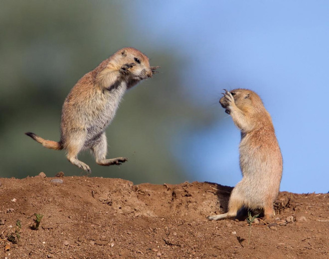 [Photo] Những cuộc chiến đẫm máu trong thiên nhiên hoang dã ảnh 7