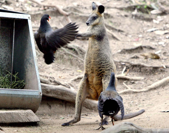 [Photo] Những cuộc chiến đẫm máu trong thiên nhiên hoang dã ảnh 9