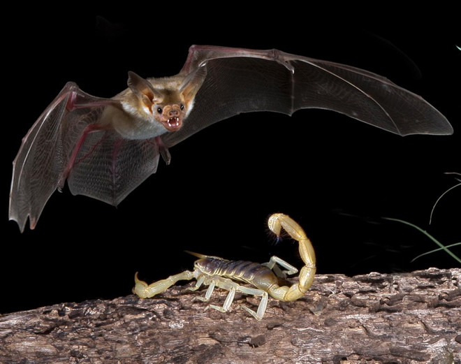 [Photo] Những cuộc chiến đẫm máu trong thiên nhiên hoang dã ảnh 15