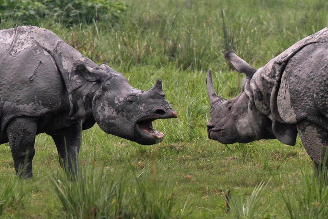 [Photo] Những cuộc chiến đẫm máu trong thiên nhiên hoang dã ảnh 12