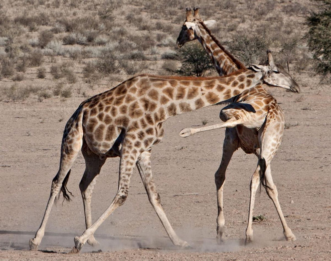 [Photo] Những cuộc chiến đẫm máu trong thiên nhiên hoang dã ảnh 5