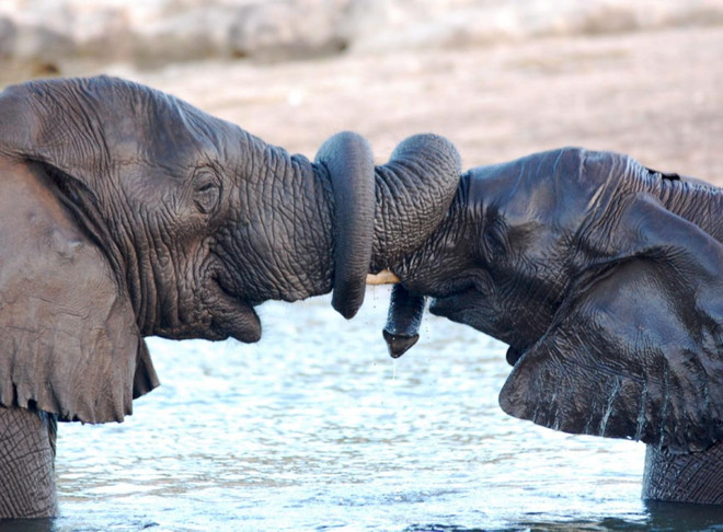 [Photo] Những cuộc chiến đẫm máu trong thiên nhiên hoang dã ảnh 14