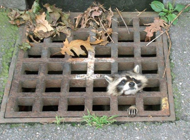 Giải cứu chú gấu mèo Mỹ tội nghiệp bị kẹt đầu trong nắp cống ảnh 1