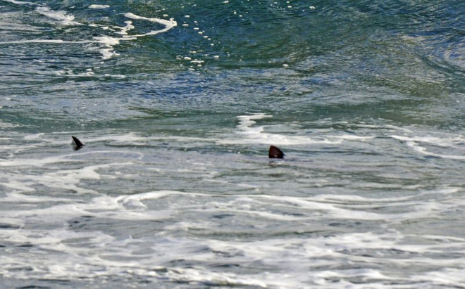 Rùng mình cảnh cá ​mập bơi lởn vởn quanh 4 người lướt sóng ảnh 2